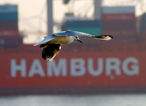 Moewe fliegt auf Hamburg