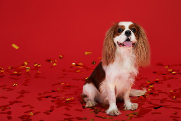 Fototapeta na wymiar Portrait of King Charles spaniel dog dog on red background with confetti. Holiday party concept