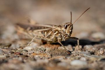 grasshopper - close up view