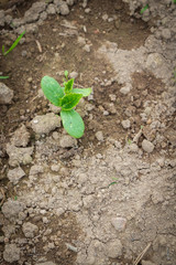 Seedlings cucumber sprout sprouts in the greenhouse in the summer