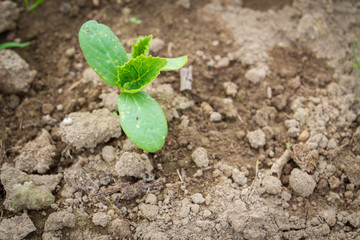 Seedlings cucumber sprout sprouts in the greenhouse in the summer