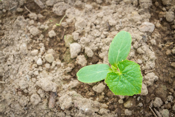 Seedlings cucumber sprout sprouts in the greenhouse in the summer