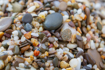 Insect sitting on the beach pebbles near the sea