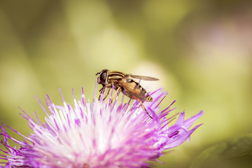 Die Hainschwebefliege
