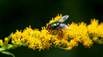 Die Goldfliege