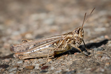 grasshopper - close up view