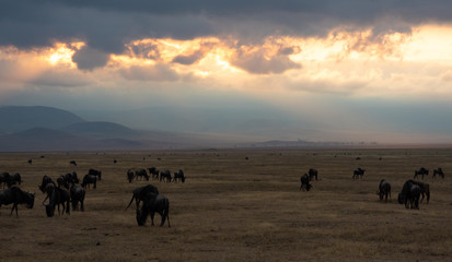 Sunrise in Ngorongoro crater - Tanzania 