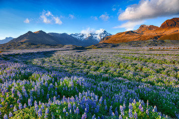 Typical Icelandic landscape with field of blooming lupine flowers