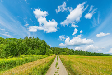 Field with rye and road at day time.