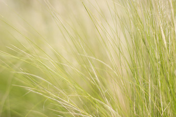 Bright green grass, thin blades growing on blurred green bokeh grassy background.