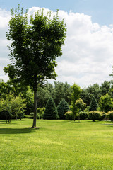 green leaves on trees near bushes and pines on grass in park