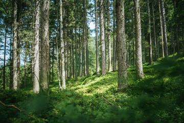 Fototapeta na wymiar Impressive spruce trees in the forest: Relaxation, spirituality and wood therapy