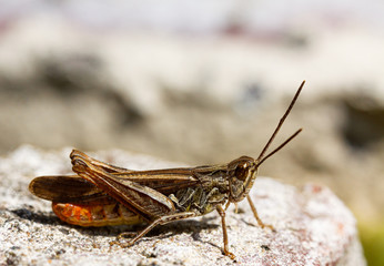 Rotleibiger Grashüpfer