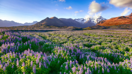 Typical Icelandic landscape with field of blooming lupine flowers