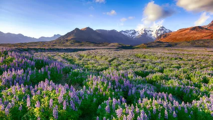 No drill light filtering roller blinds North Europe Typical Icelandic landscape with field of blooming lupine flowers