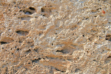 Structure of the stone called coquina, close-up.