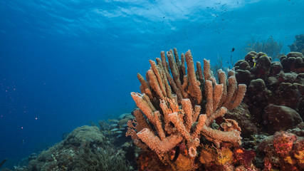 Naklejka na ściany i meble Seascape of coral reef in the Caribbean Sea around Curacao with coral and sponge