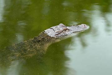 Alligator