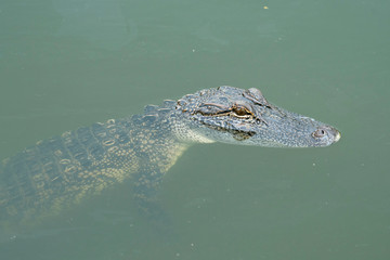 Alligator