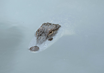 Alligator