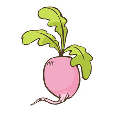Radish cartoon isolated. Hand drawn vector radish.