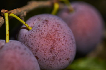 purple plums on a tree in a Pennsylvania orchard