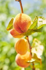 ripening peaches on the tree, Pennsylvania, USA