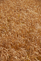 A wheat field in Lancaster County, Pennsylvania, USA