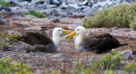 Albatross bird taken on Galapagos islands - 283250432