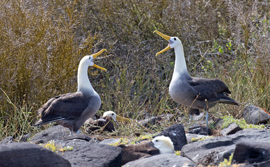 Albatross bird taken on Galapagos islands