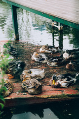 Ducks resting nearby og the river in park