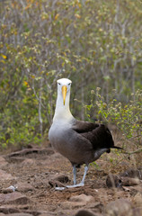 Albatross bird taken on Galapagos islands