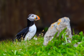 Atlantic Puffin Standing on Cliff's Rock  against Dark Cliff Background, Portrait
