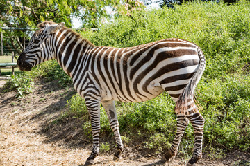 Zebra in the aviary in the zoo