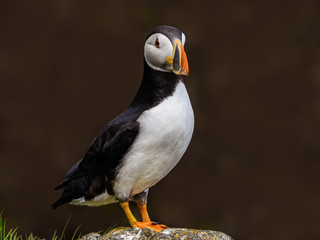 Atlantic Puffin Standing on Rock, Closeup Portrait on Dark Brown Background