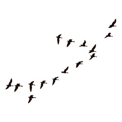 The black silhouettes of flying birds are on white background.