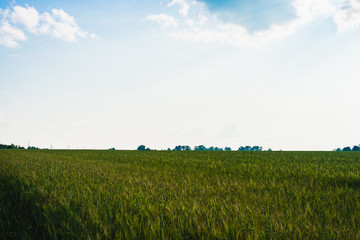 ears of barley on the field