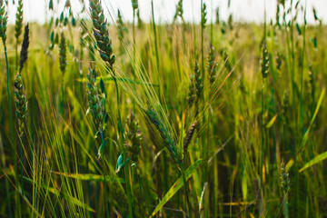 green ears of wheat, barley and rye growing in the field. Close-up.