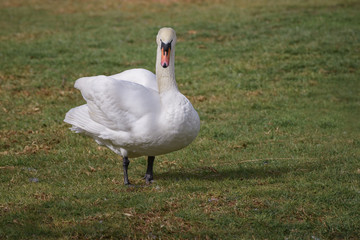 Mute swan, Cygnus olor is on the grass glade. Close up. Concept of wild animals world