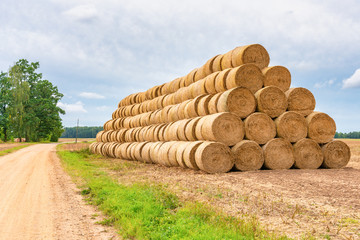 Hay bales prepared for transportation. Hay for cattle.