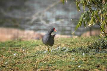 Red-fronted coot, Fulica rufifrons is walking on the grass glade. Concept of wild animals world
