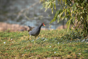 Naklejka premium Red-fronted coot, Fulica rufifrons is walking on the grass glade. Wild animals world