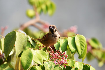 Sparrow are docile birds that are small, brown-gray