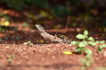 Lizard include quadrupeds with long fingers