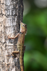 Lizard include quadrupeds with long fingers
