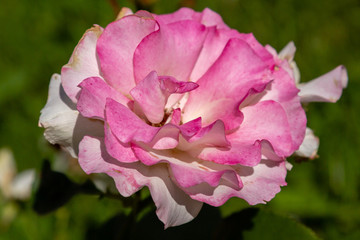 Beautiful pink rose flower in garden