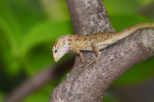 Lizard include quadrupeds with long fingers