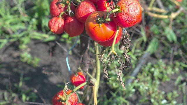 Tomatoes spoiled by severe drought on the vine