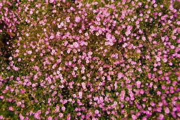 Fototapeta premium background of flowers