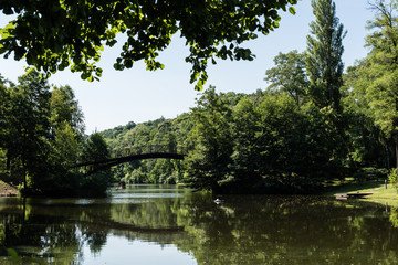 Selective focus of green leaves on trees in park with lake